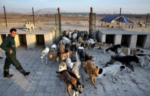 واکنش یک نماینده به بازگشایی «مدارس سگ» در تهران